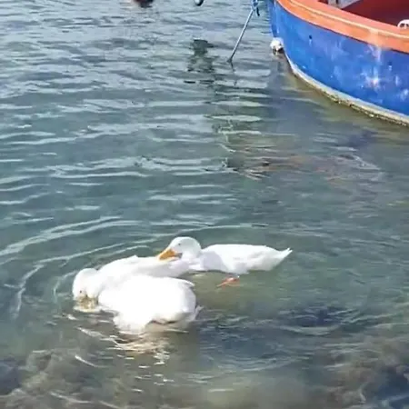 Flower's House Di Doris Simone Вилла *