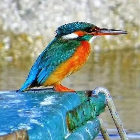 Flower's House Di Doris Simone Вилла *